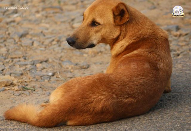 Woman Attacked by Stray Dog Outside Court Toilet in Karnataka, Sustains Facial Injuries