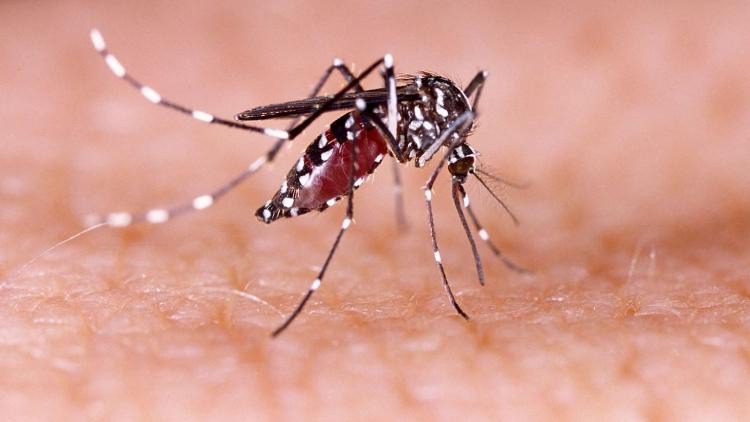 Dengue and Chikungunya Cases Surge in Karnataka; Bengaluru Worst Hit