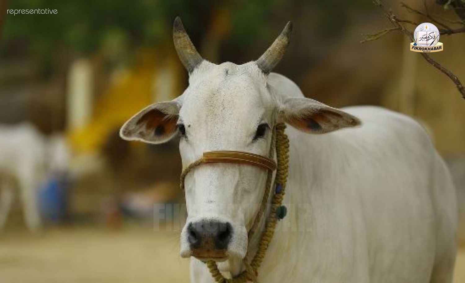 Supreme Court Stays Madras High Court Order on Statewide Cow Slaughter Ban in Tamil Nadu