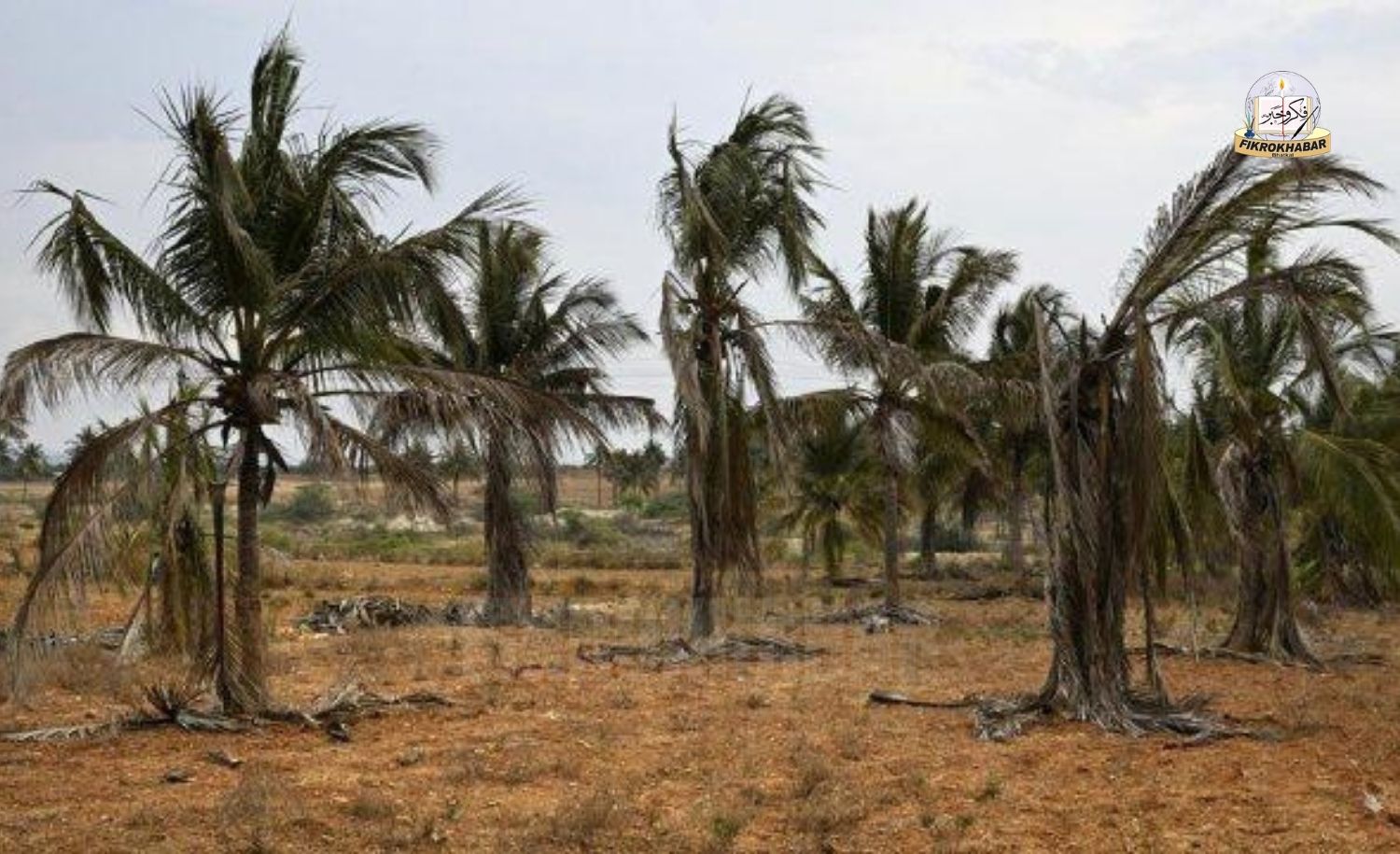 Severe Drought Damages Over 84,000 Hectares of Coconut Plantations Across Karnataka