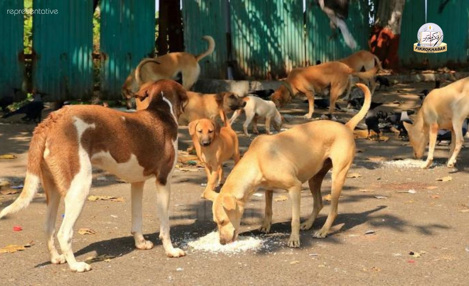 Feeding Stray Dogs in Public Places Banned: Udupi City Municipality Issues Advisory