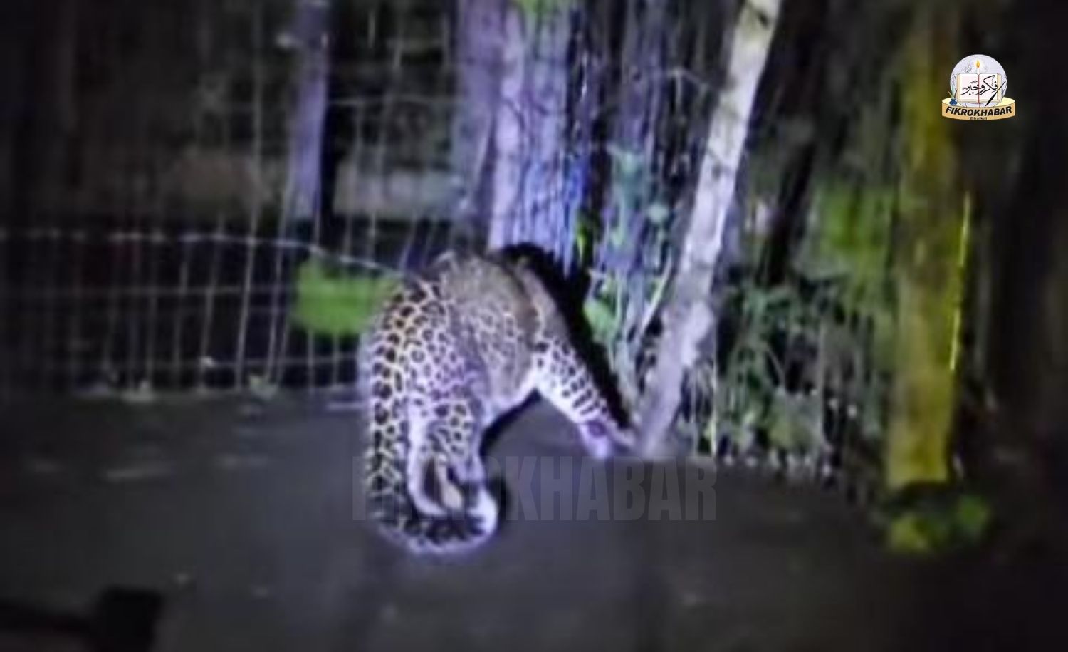 Leopard Sightings Spark Fear Among Residents in Dandeli