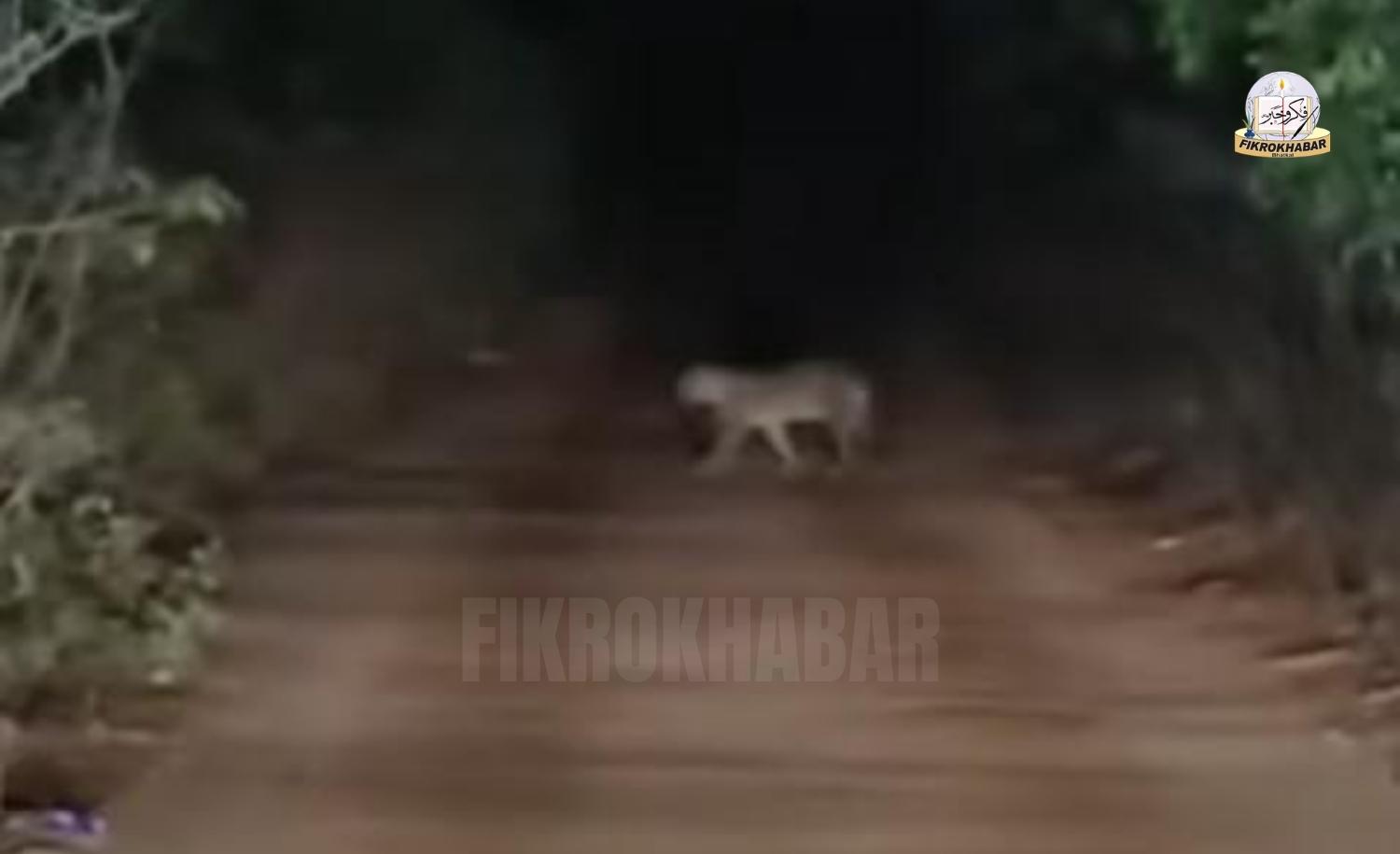 Leopard Spotted Near Kudle Beach Road Sparks Panic in Gokarna