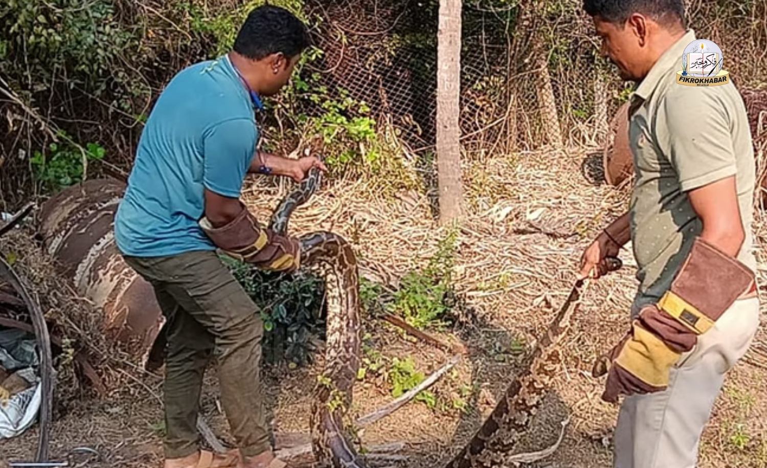 Six Pythons Rescued from Residential Property in Karwar