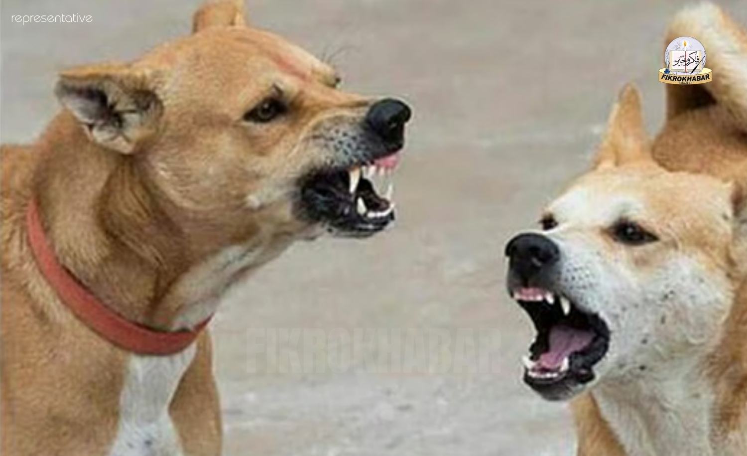 Supreme Court Allows Euthanasia of Rabid and Aggressive Stray Dogs