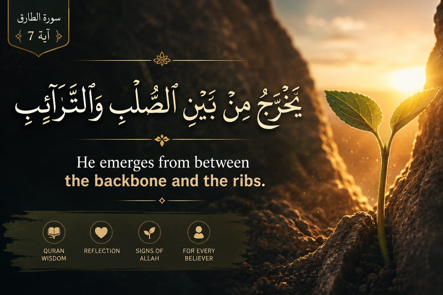Between the Backbone and the Ribs: A Reflection On Surah At-Tariq (86:7)